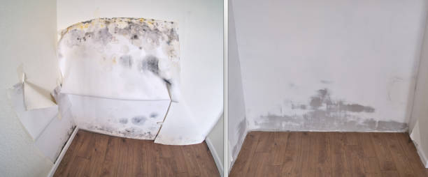 Best Commercial Mold Removal  in USA